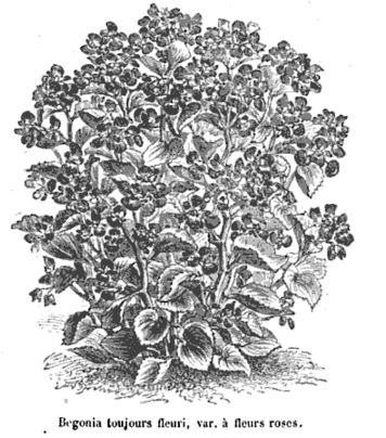 B. ‘Toujours var Rosea’